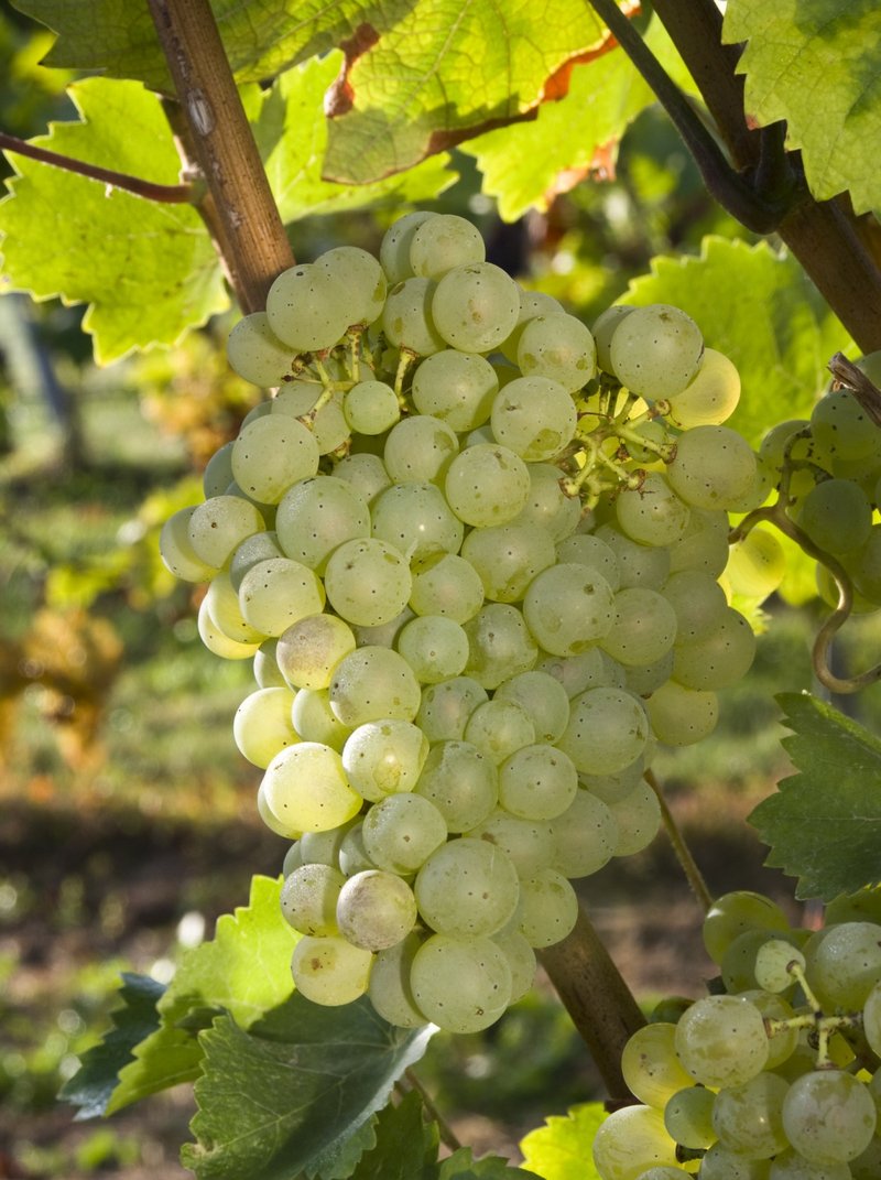 Columna - Cluster in the field