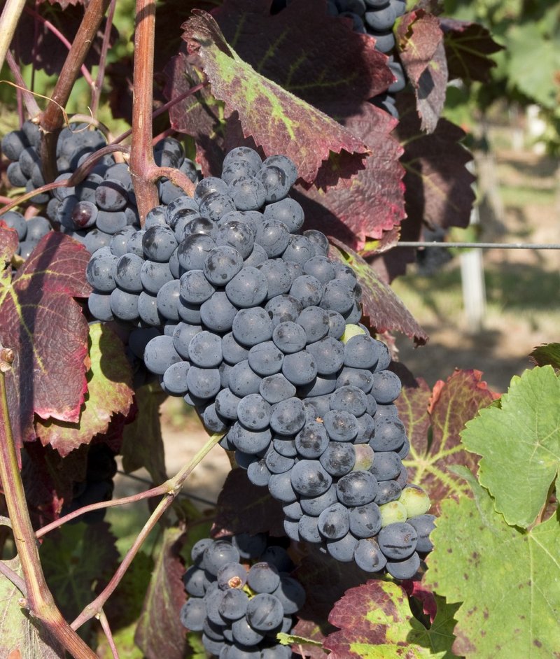 CORBEAU - Cluster in the field