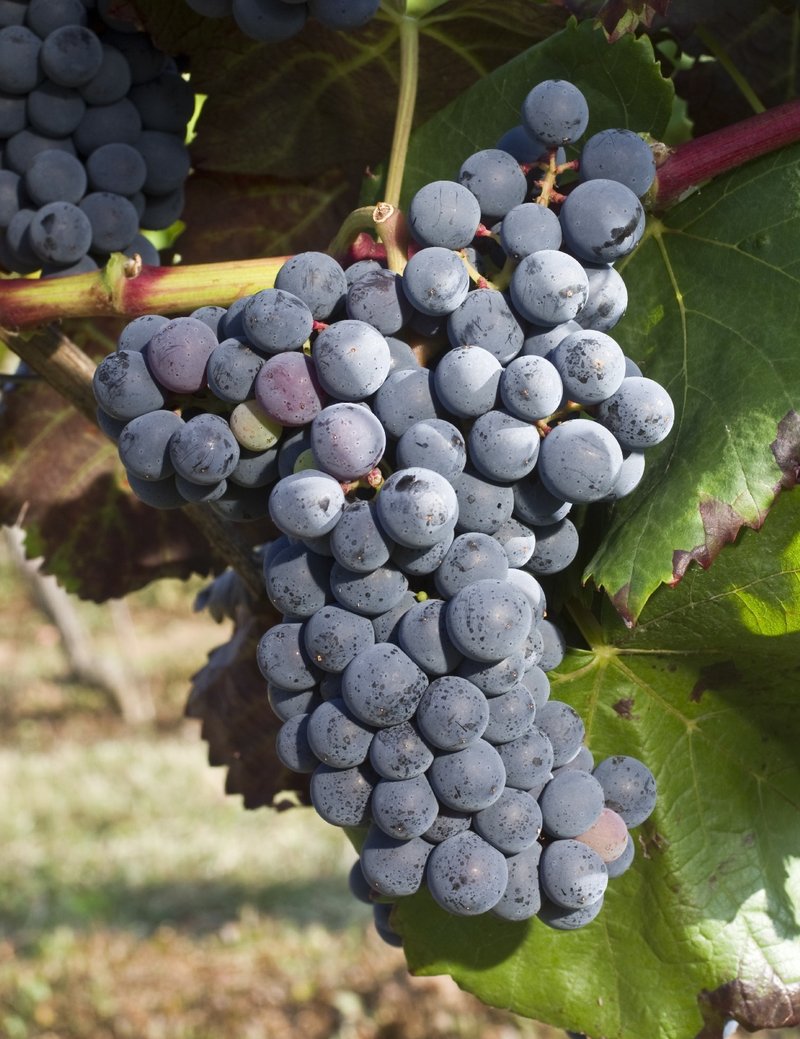 Alicante Henri Bouschet - Cluster in the field