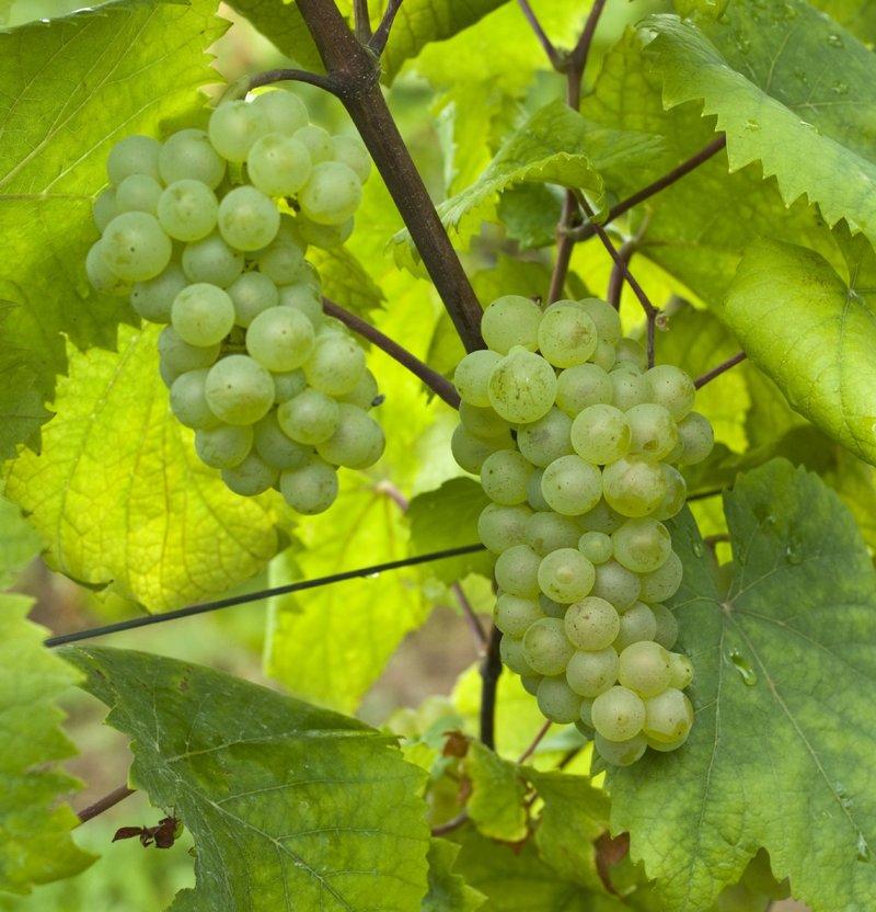 Aligote - Cluster in the field