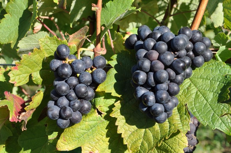 COURBU NOIR - Cluster in the field