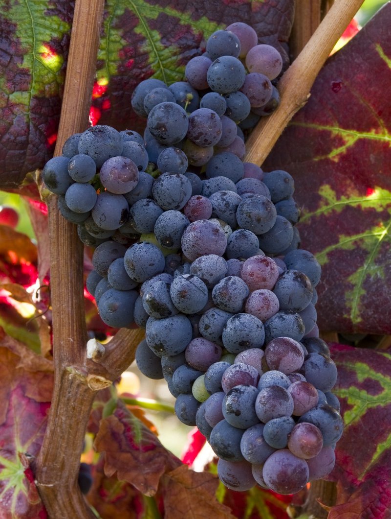 Csoka Szoeloe - Cluster in the field