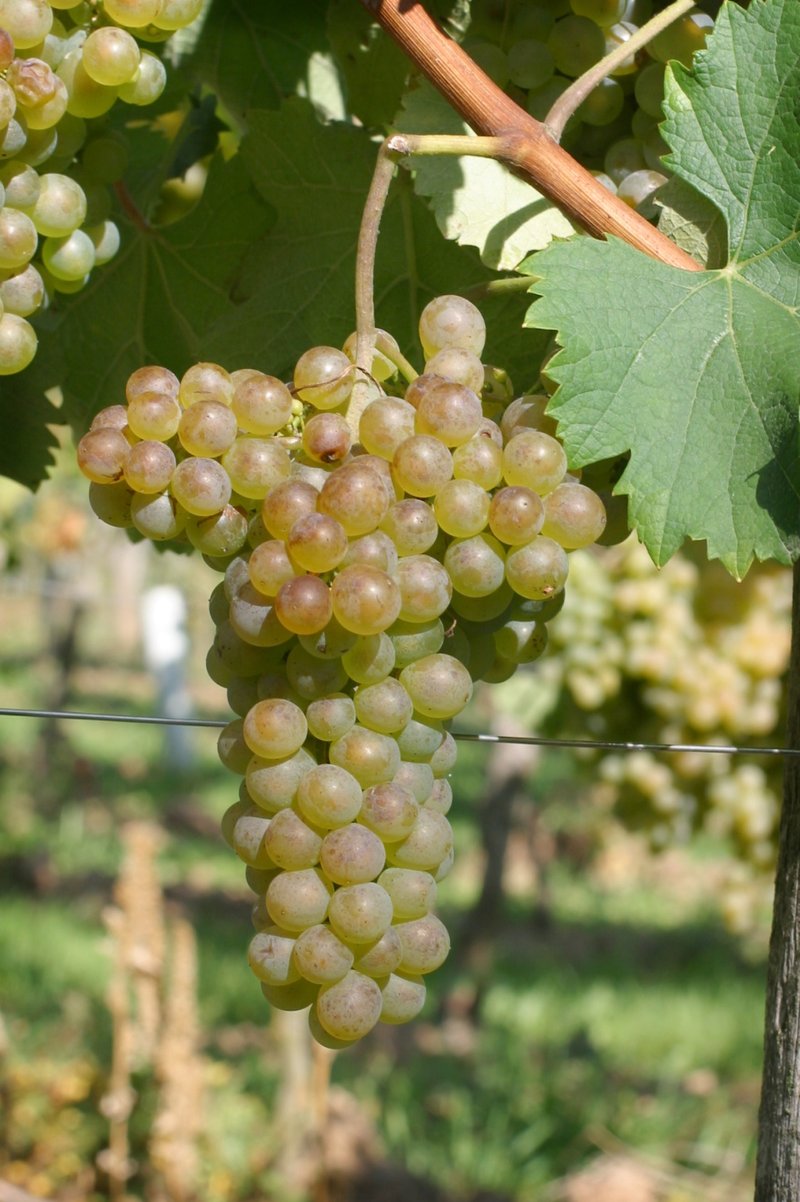 Altesse - Cluster in the field