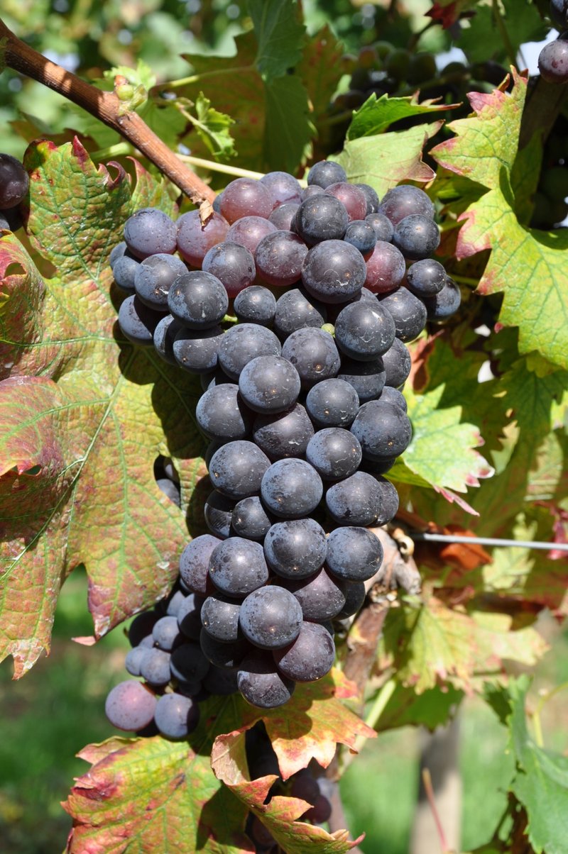 Dobricic - Cluster in the field