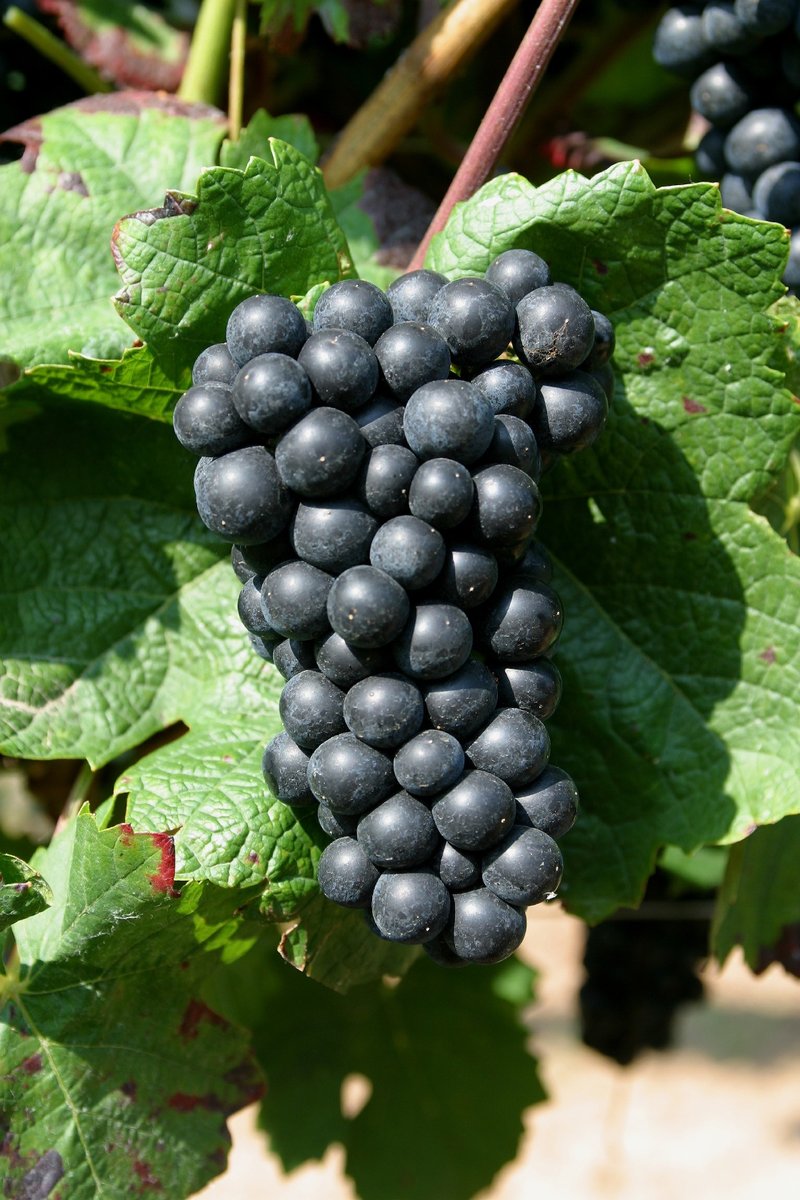 Domina - Cluster in the field