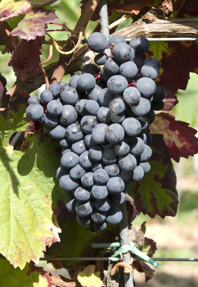 Dunkelfelder - Cluster in the field