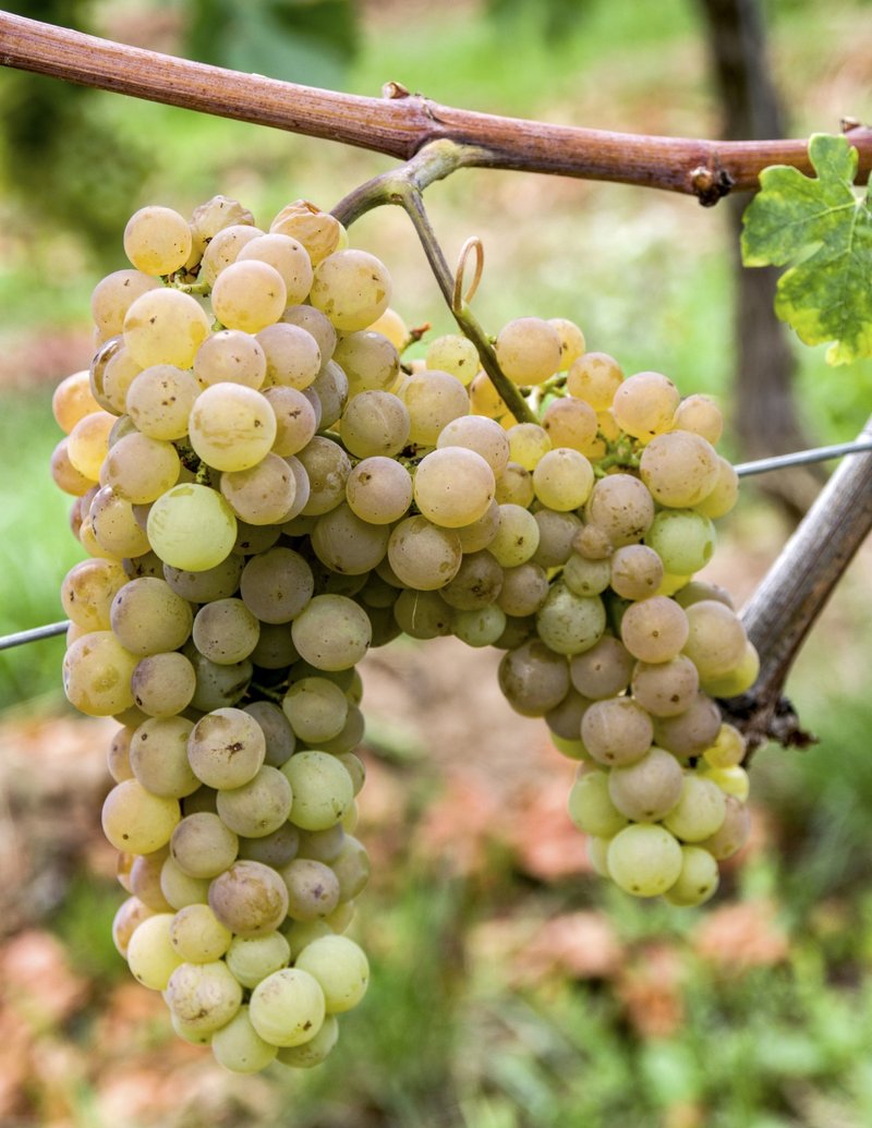 Erbaluce Bianca - Cluster in the field