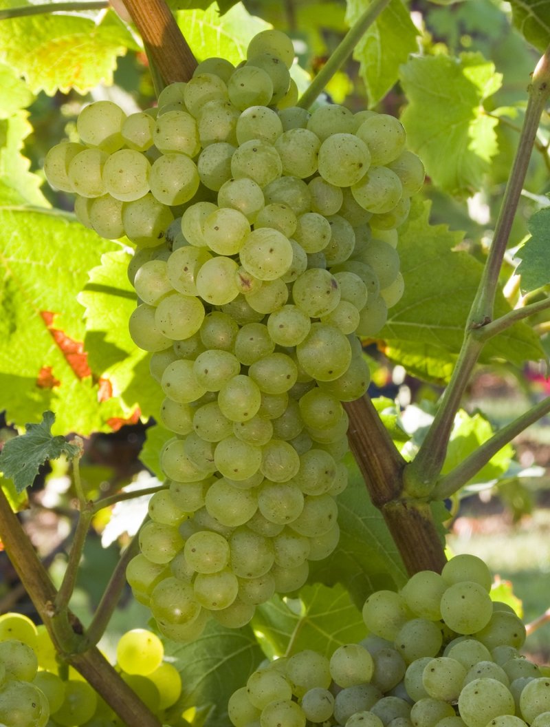 Faberrebe - Cluster in the field