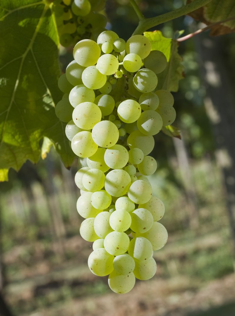 Feteasca Alba - Cluster in the field