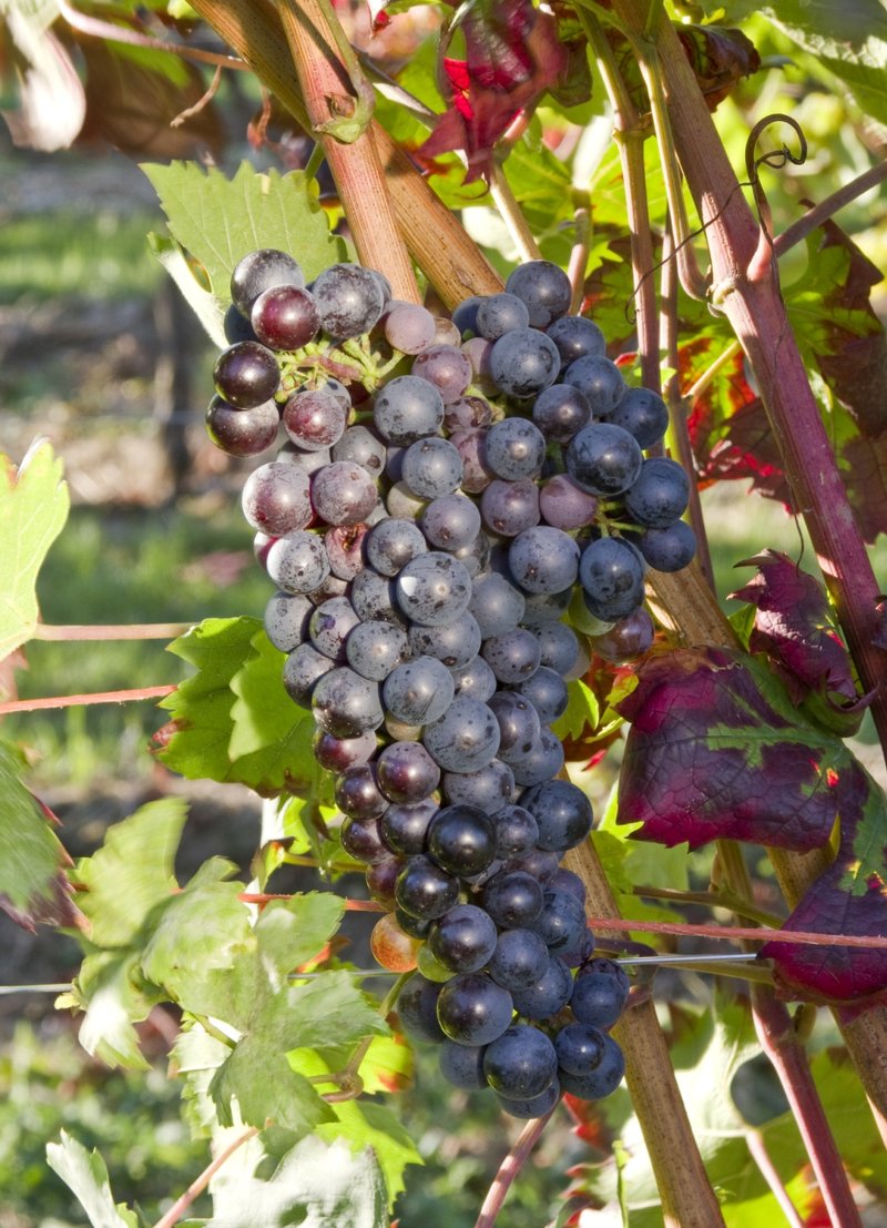 Feteasca Neagra - Cluster in the field