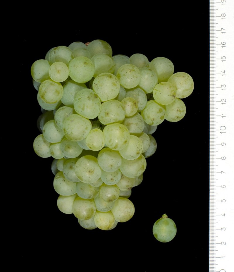 Folle Blanche - Cluster in the laboratory