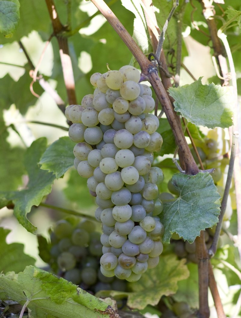 Merzling - Cluster in the field