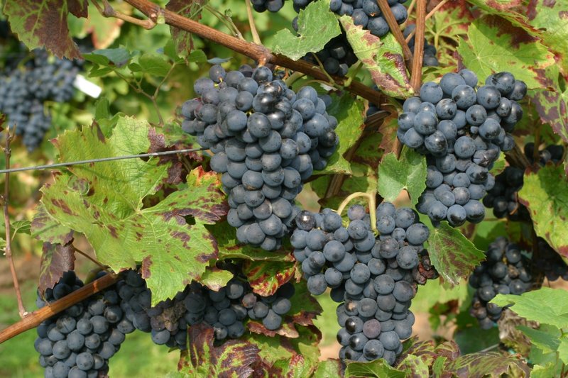 Gamay Noir - Full plant