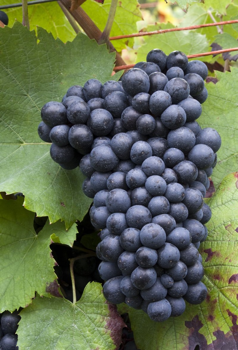 Gamay Teinturier de Chaudenay - Cluster in the field