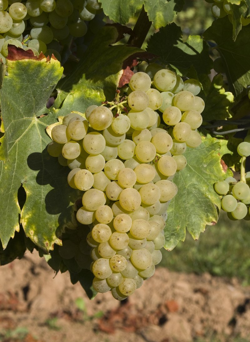 Garnacha Blanca cluster in the field