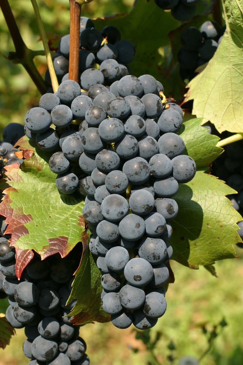 Regent - Cluster in the field