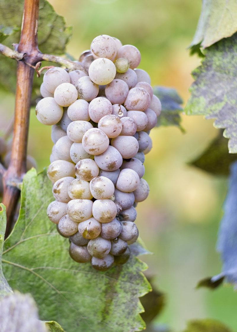 Hibernal - Cluster in the field