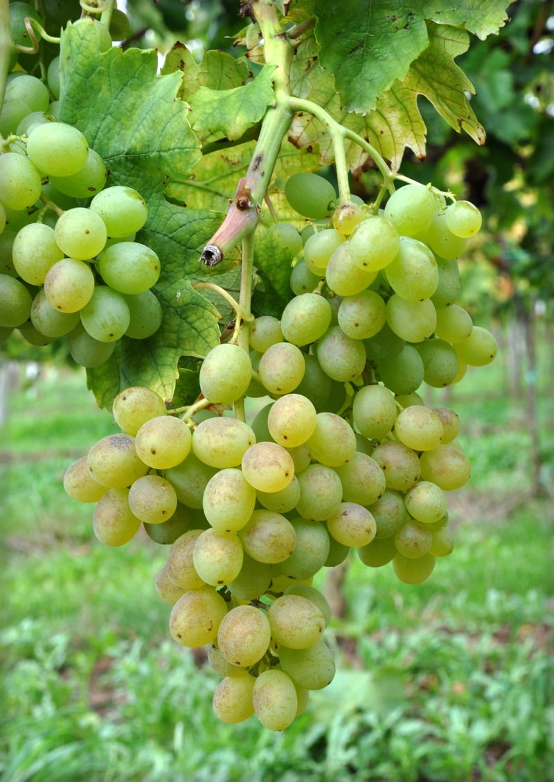 Ansonica - Cluster in the field