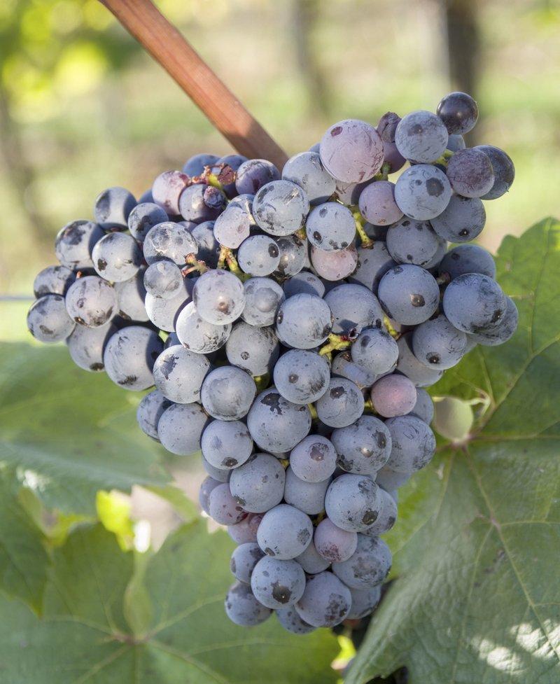 Graciano - Cluster in the field