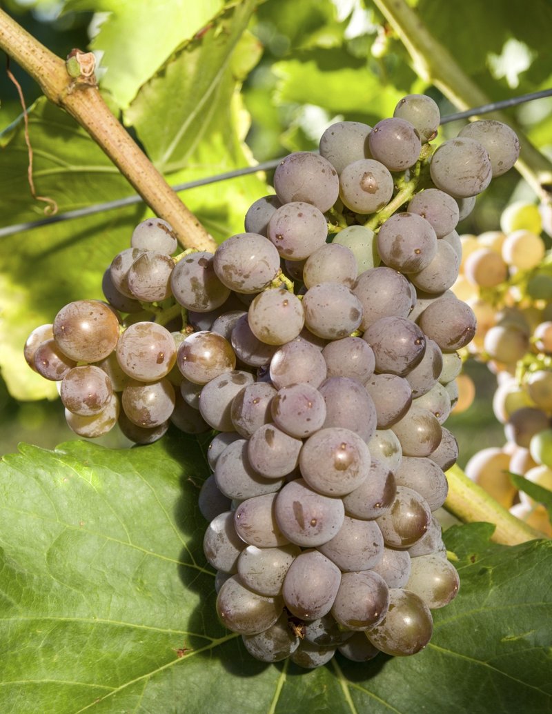 Garnacha Roja cluster in the field