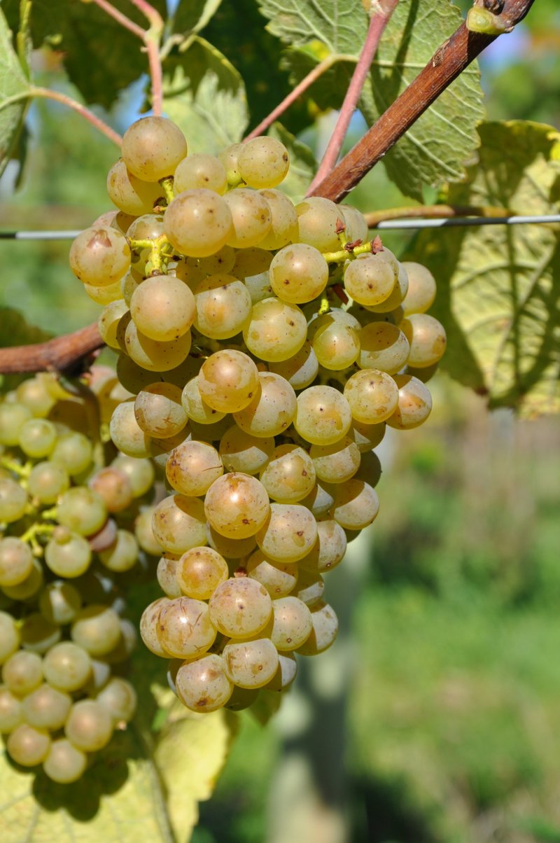 Gringet - Cluster in the field