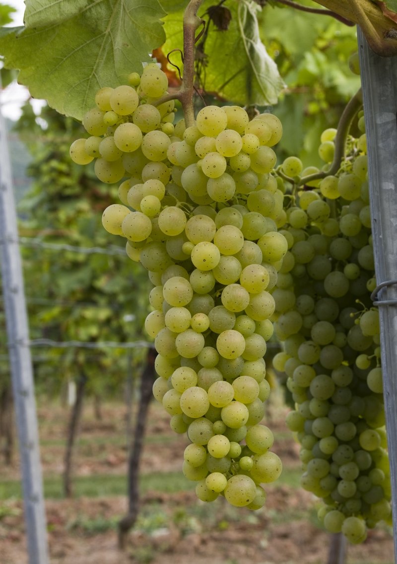 Harslevelue - Cluster in the field