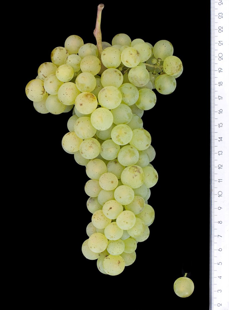 Huxelrebe - Cluster in the laboratory