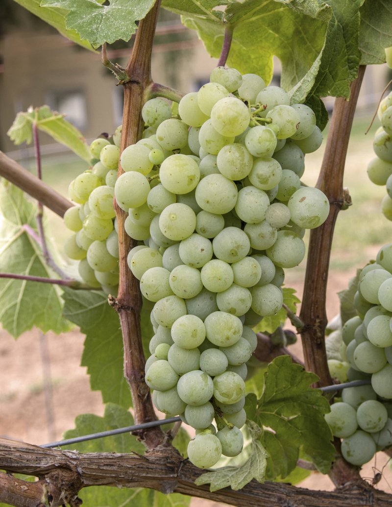 Impigno - Cluster in the field