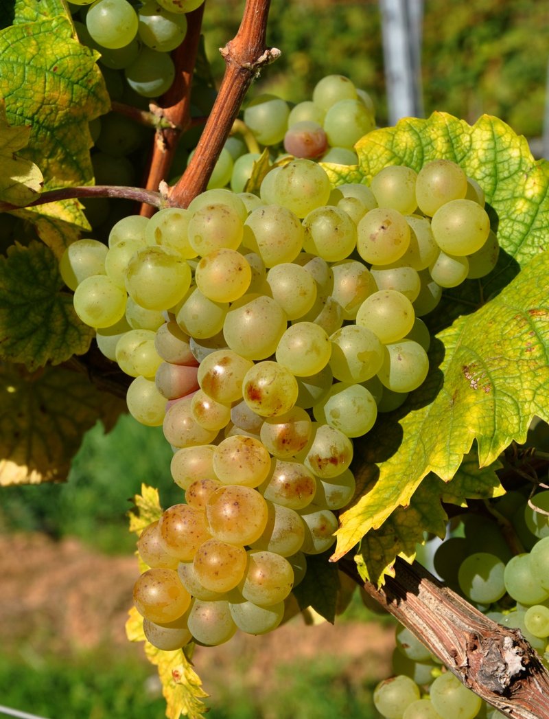 Iordan - Cluster in the field