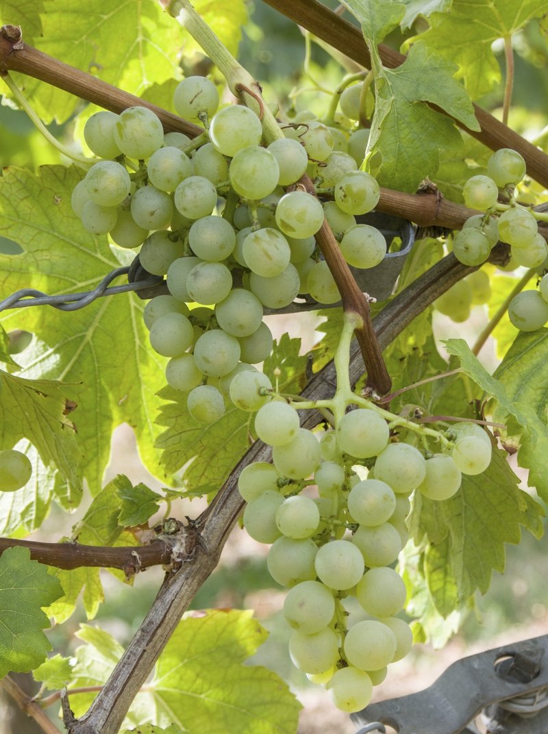 Arbane - Cluster in the field