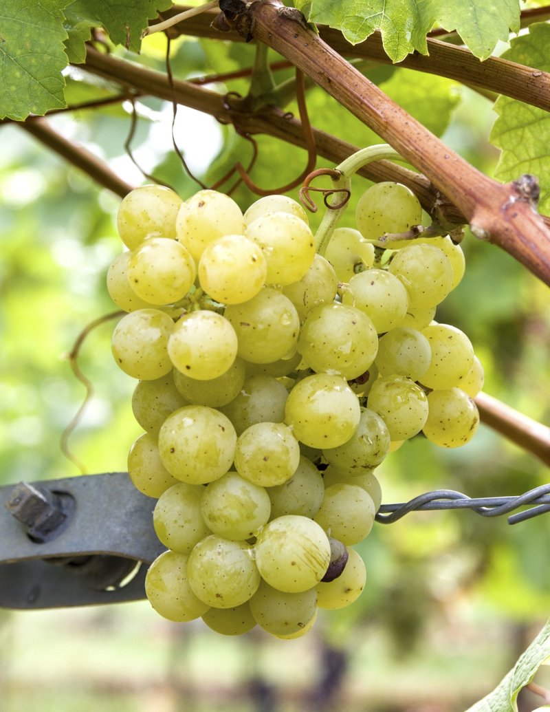 Irsai Oliver - Cluster in the field