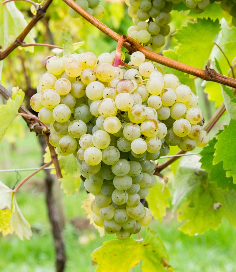 Izsaki Sarfeher - Cluster in the field