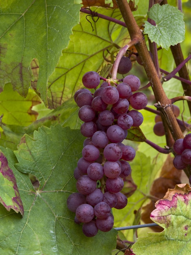 Jubilaeumsrebe - Cluster in the field