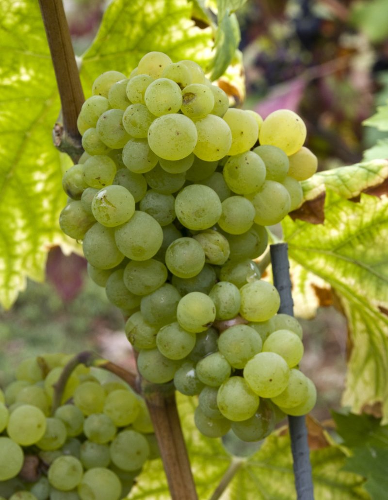 Juhfark - Cluster in the field