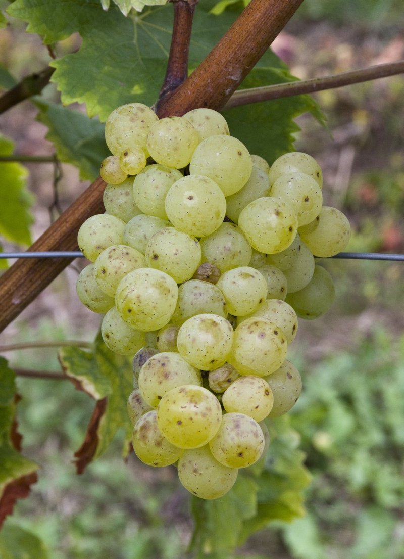 Kanzler - Cluster in the field