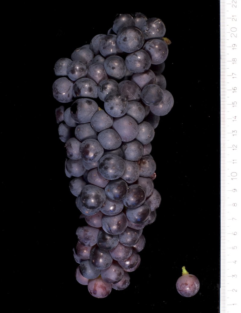 Kavcina Crna - Cluster in the laboratory