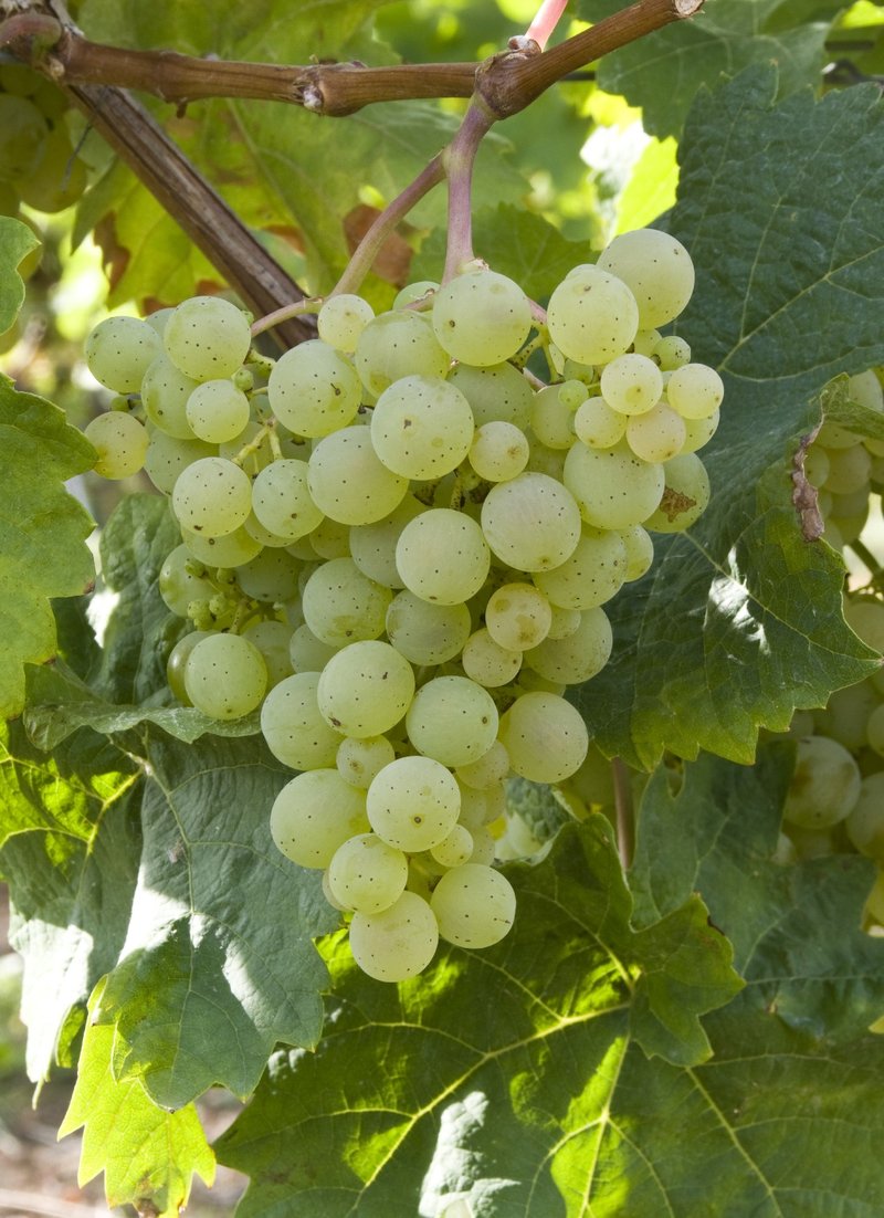 Kerner - Cluster in the field