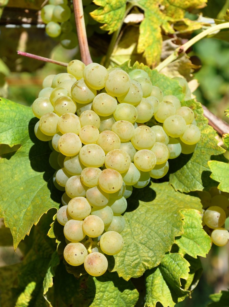 Arrufiac - Cluster in the field