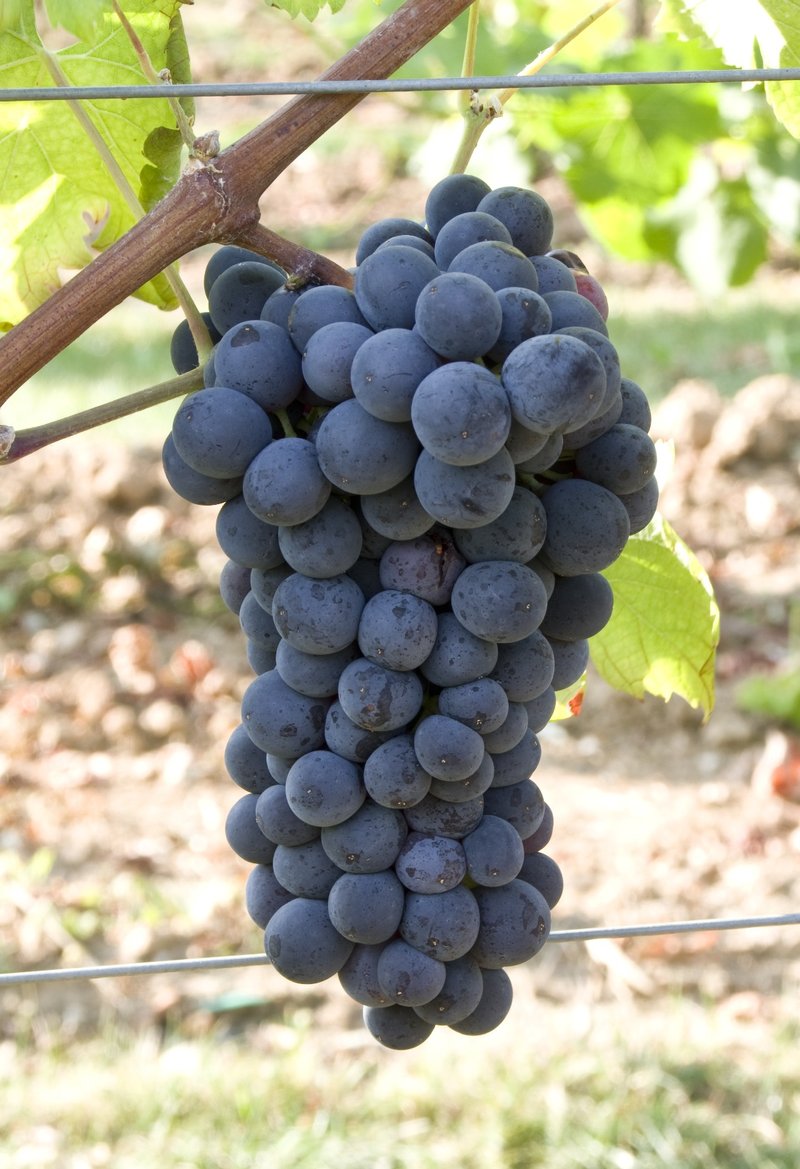 Lacrima - Cluster in the field