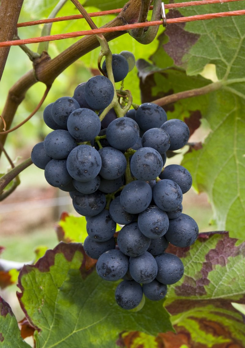 Lagrein - Cluster in the field