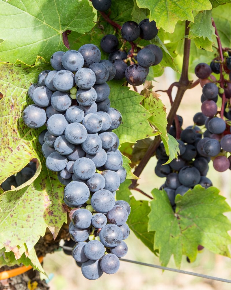 LANDAL - Cluster in the field