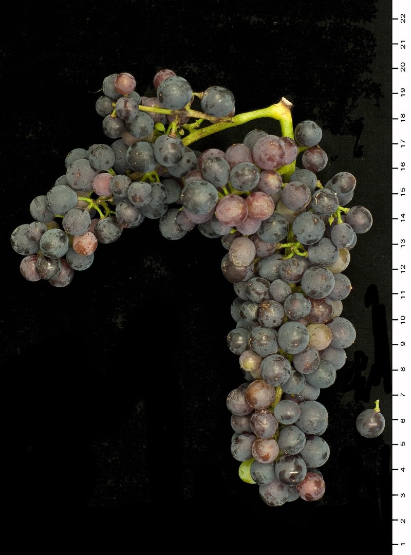 Lasina - Cluster in the laboratory