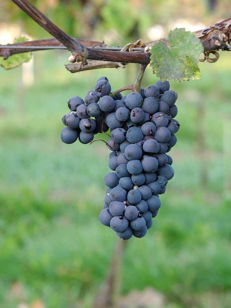 LEON MILLOT - Cluster in the field