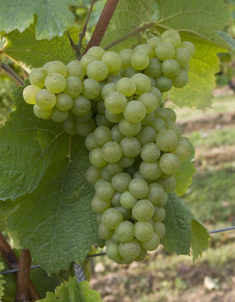 LILIORILA - Cluster in the field