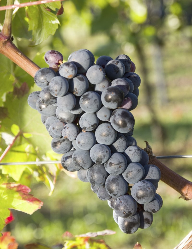 Ljutac - Cluster in the field