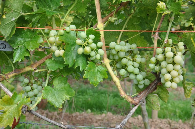 Xynisteri - Full plant