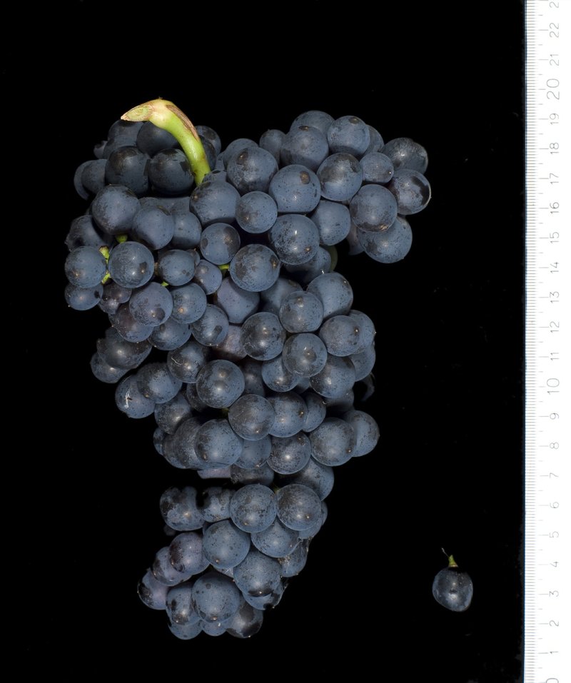 Malvasia di Casorzo - Cluster in the laboratory