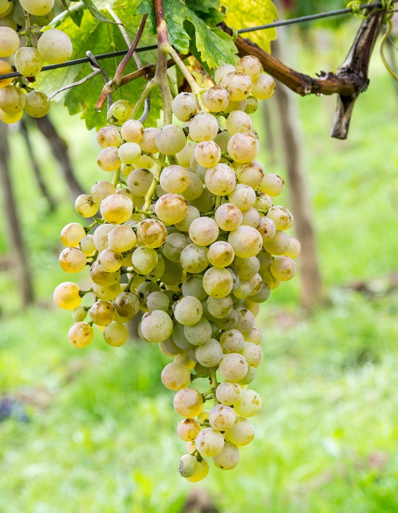 Malvasia Dubrovacka - Cluster in the field