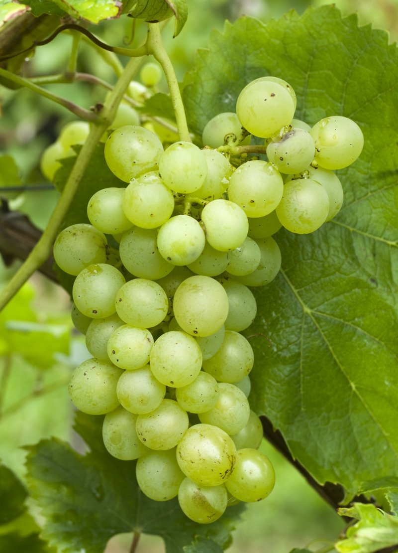 Assyrtiko - Cluster in the field