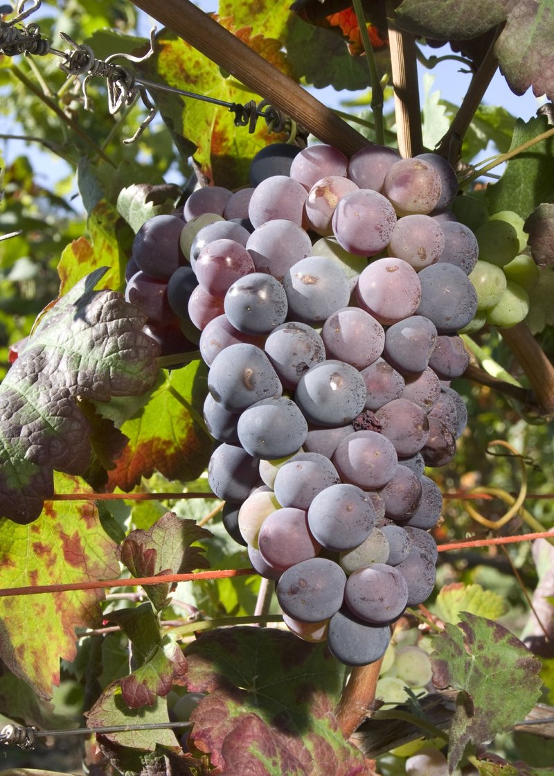 Mandilaria - Cluster in the field